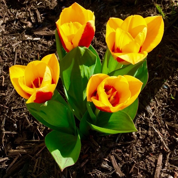 Meet your Posher, Sandi - Picture 1 of 1